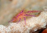 26 Hairy Squat Lobster